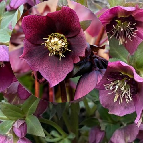 Helleborus orientalis 'Pretty Ellen Purple' - Kaukaasia lumeroos 'Pretty Ellen Purple' P9/0,55L 